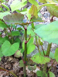 Japanese Knotweed middle stage growth